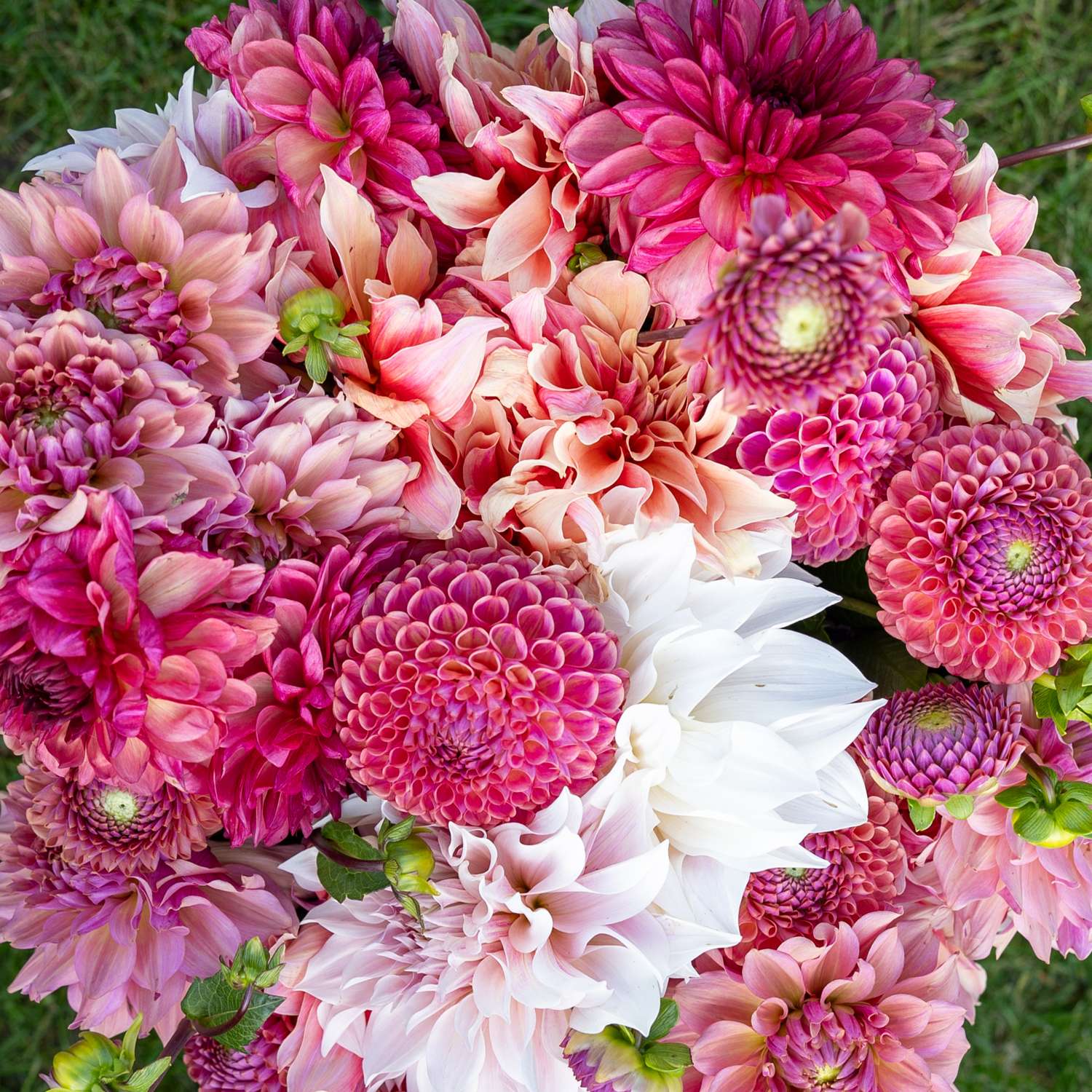 Dahlia Mix 'Dusty Rose'